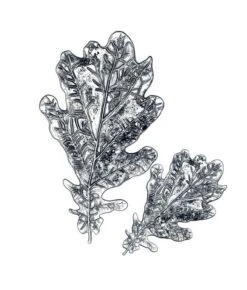 Sizzix 3-D Texture Fades Embossing Folder - Oak Leaf